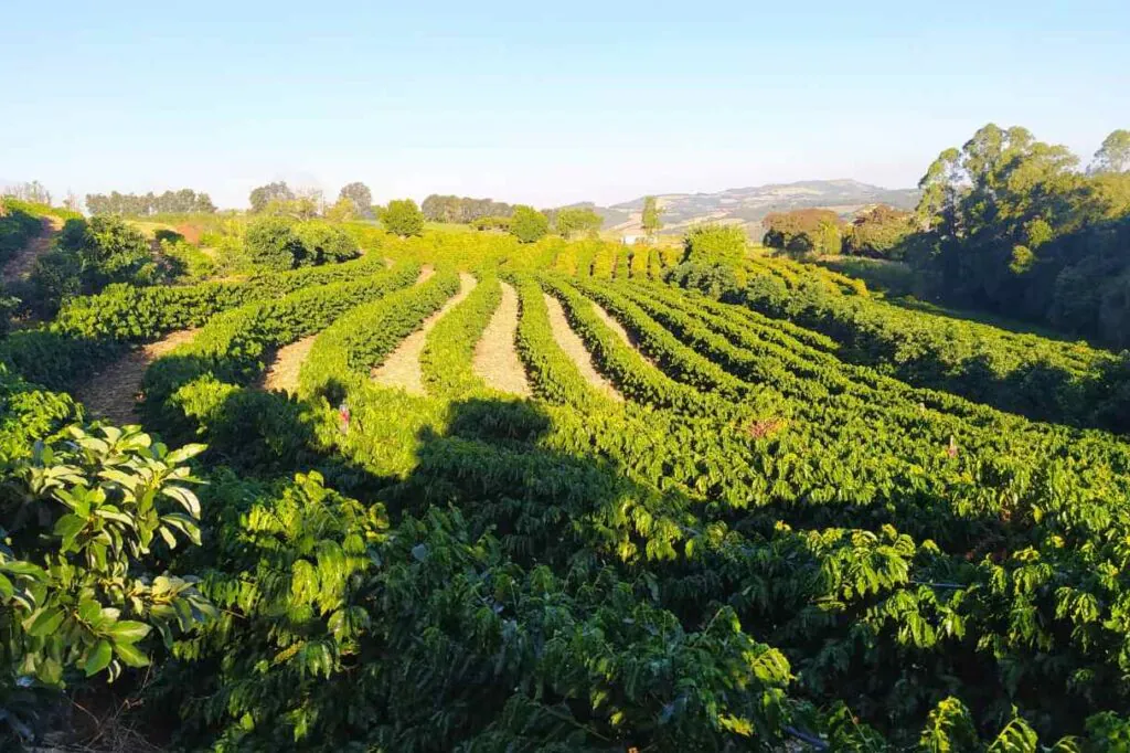 Terroir do café