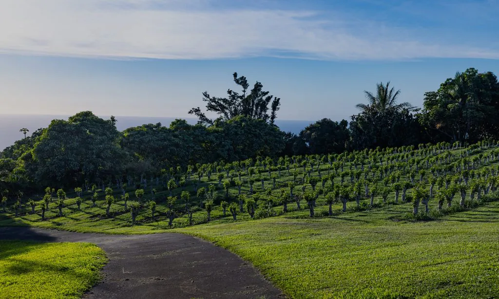 Plantações de café com oceano ao fundo na Fazenda Greenwell, que abre para tours